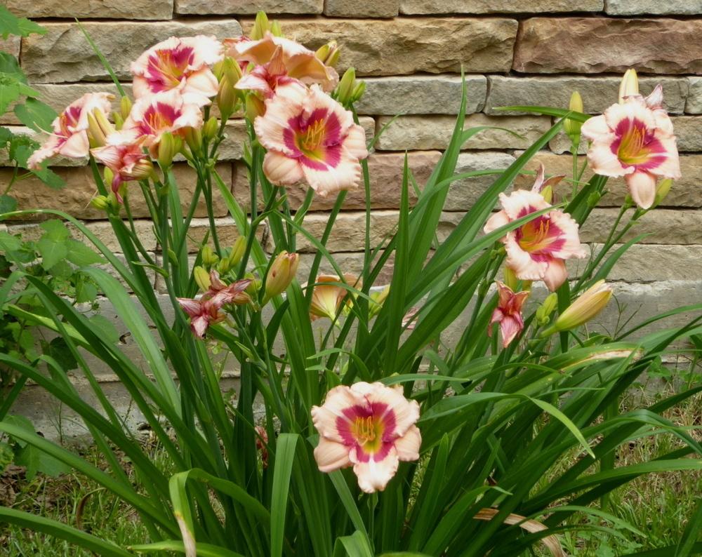Photo of Daylily (Hemerocallis 'Amber Love') uploaded by wildflowers