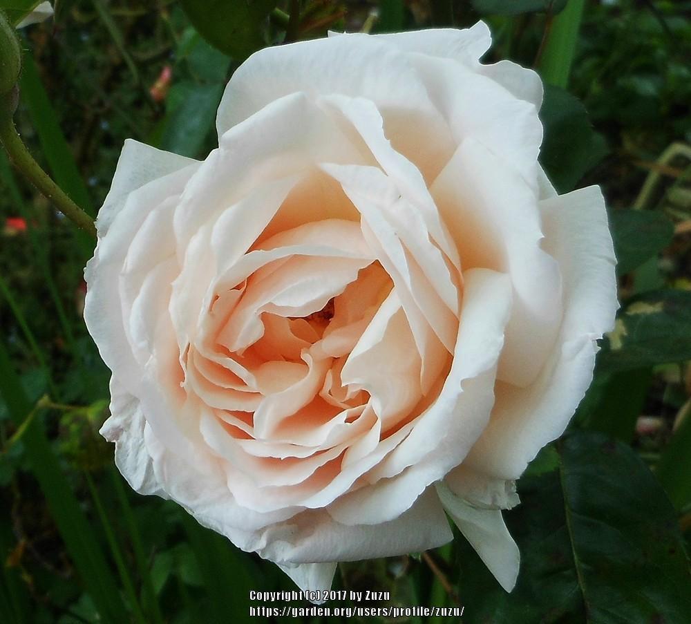 Photo of Rose (Rosa 'Prairie Star') uploaded by zuzu