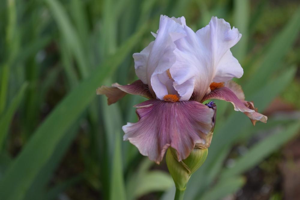 Photo of Tall Bearded Iris (Iris 'Leaps and Bounds') uploaded by Dachsylady86