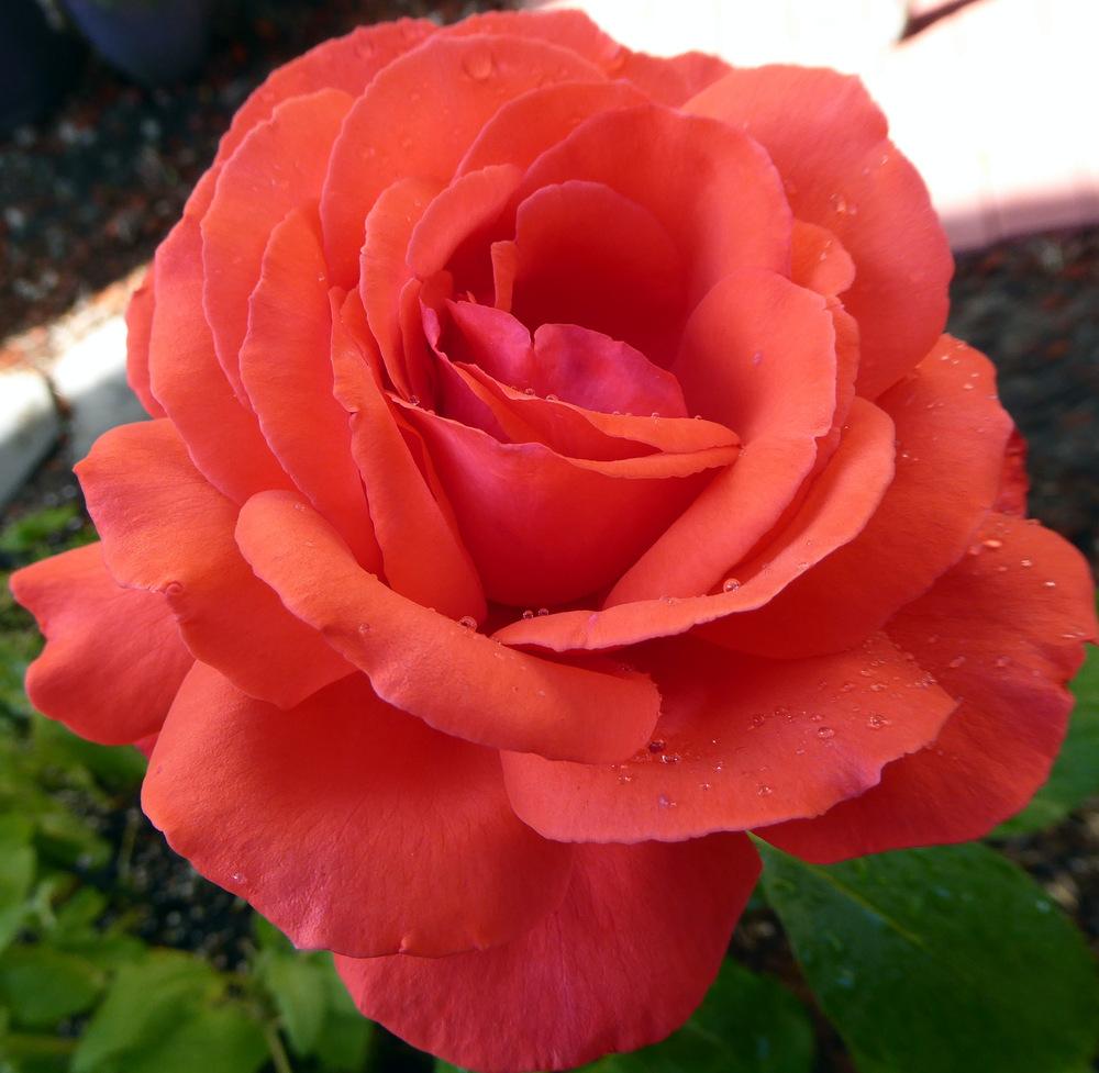 Photo of Rose (Rosa 'Fragrant Cloud') uploaded by JulieB