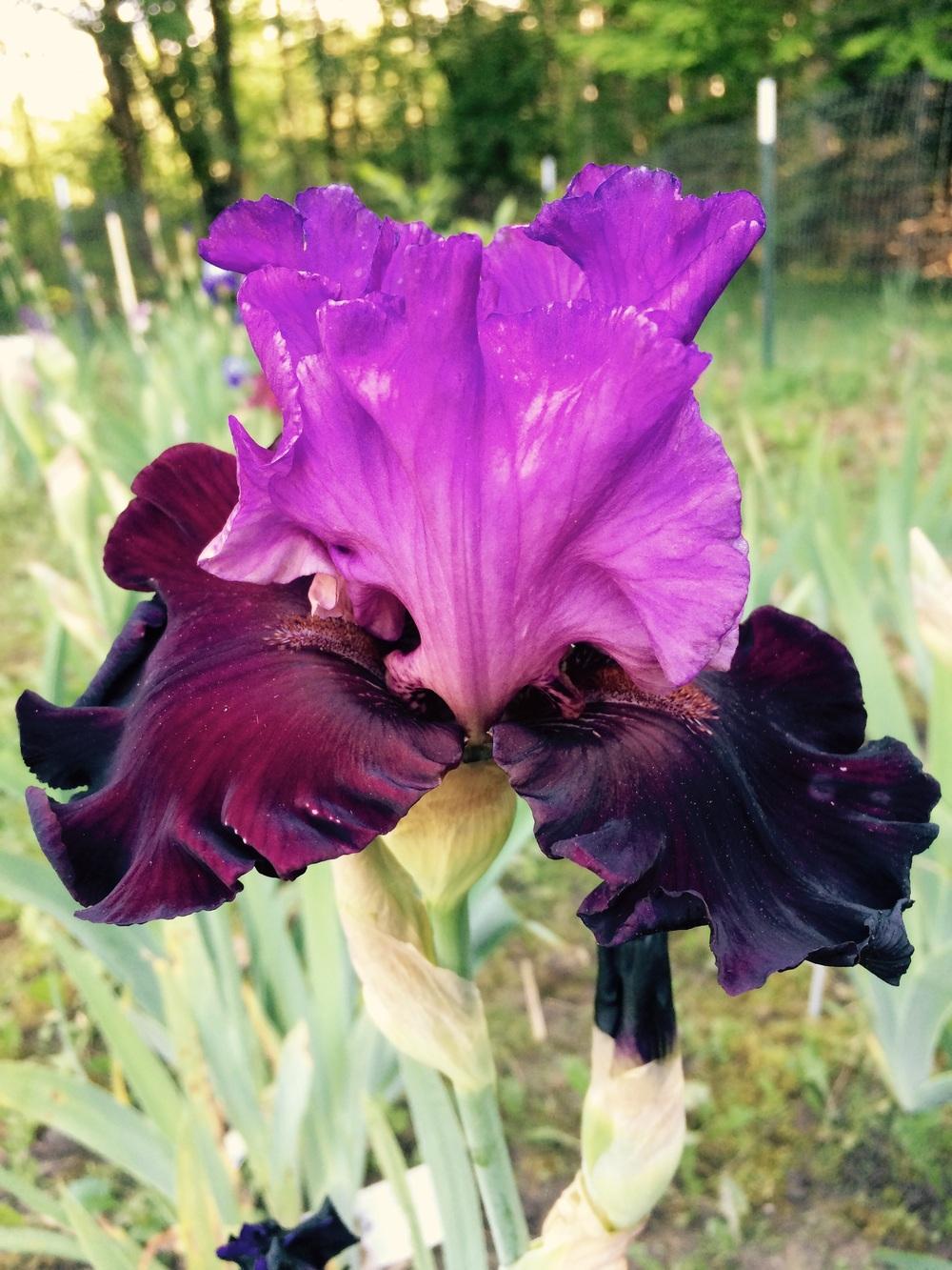 Photo of Tall Bearded Iris (Iris 'Italian Velvet') uploaded by Lbsmitty