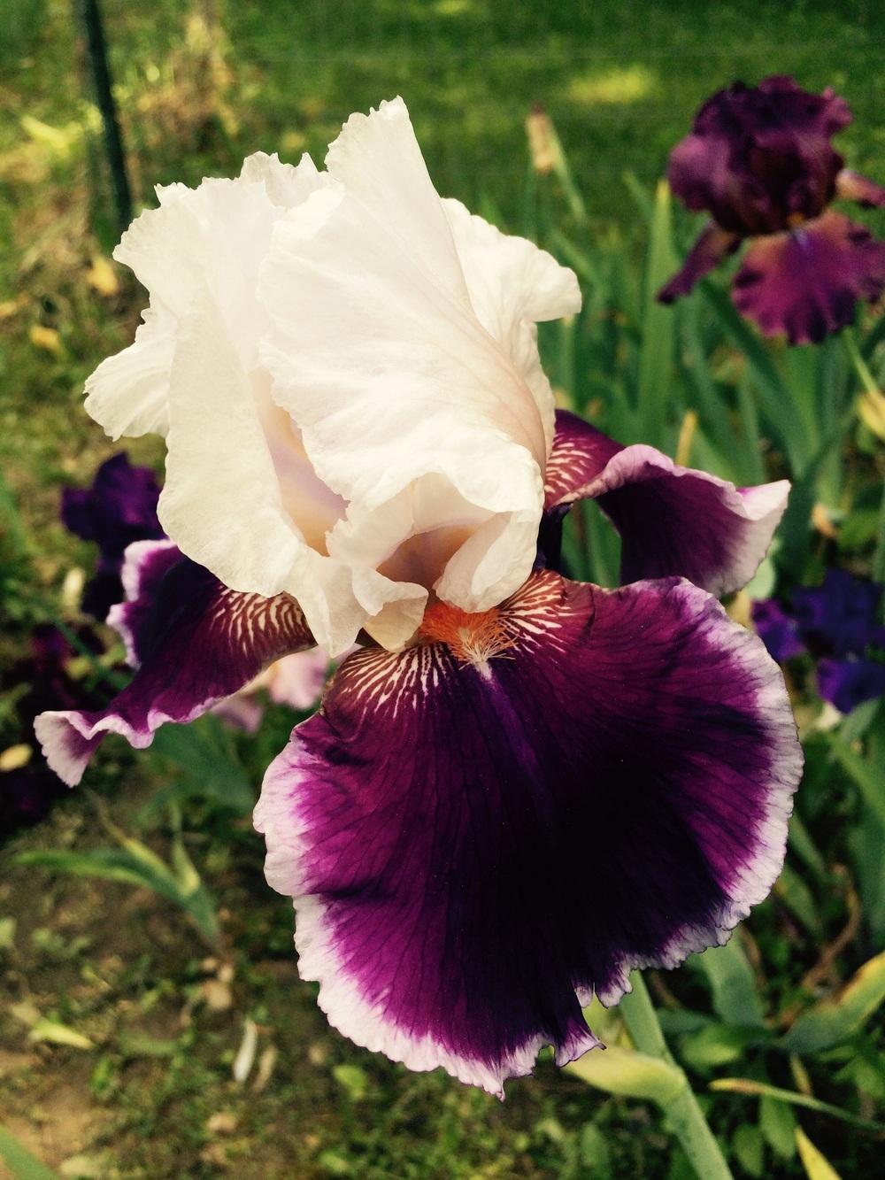Photo of Tall Bearded Iris (Iris 'Ringo') uploaded by Lbsmitty