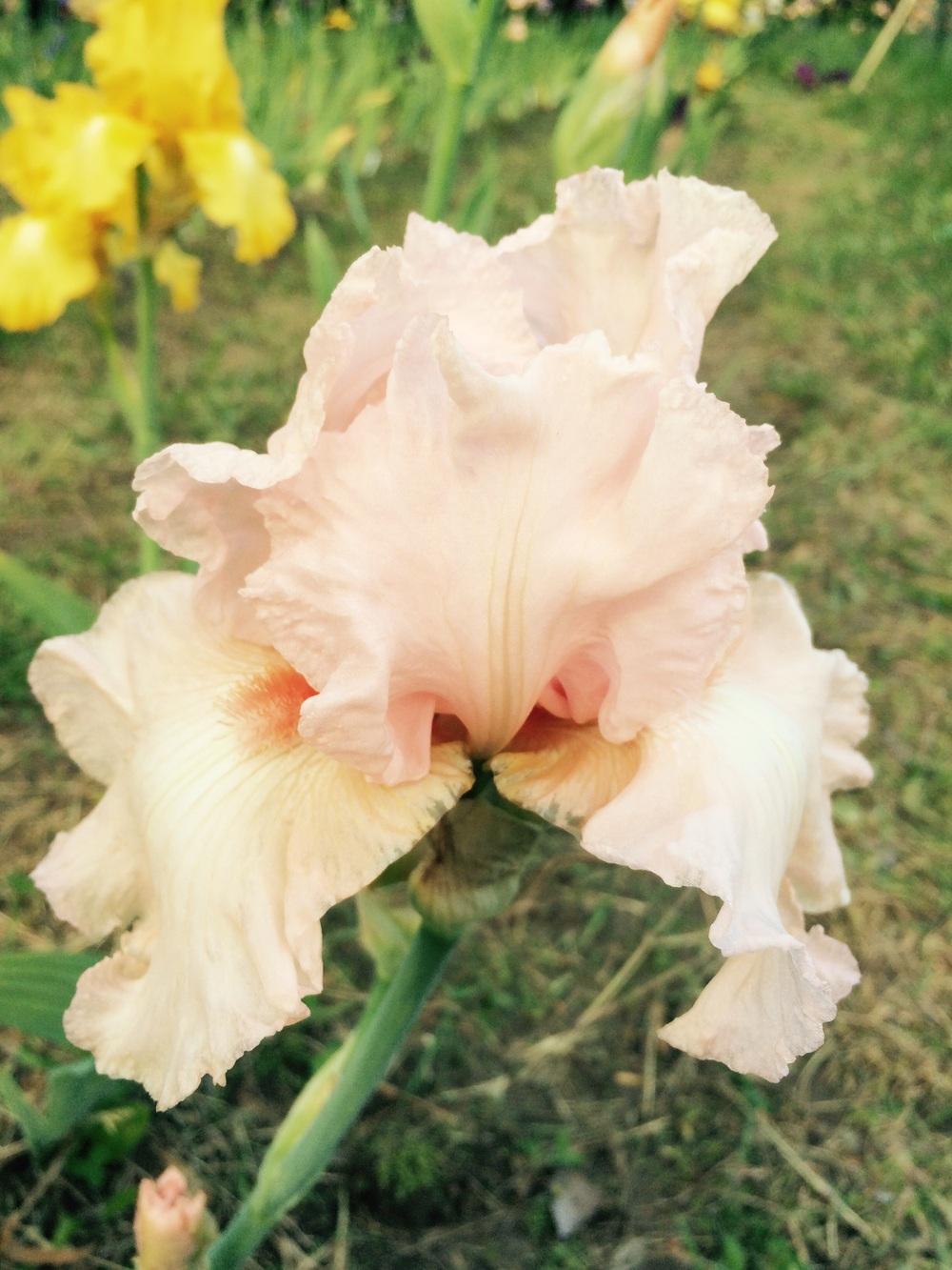 Photo of Tall Bearded Iris (Iris 'Vision in Pink') uploaded by Lbsmitty