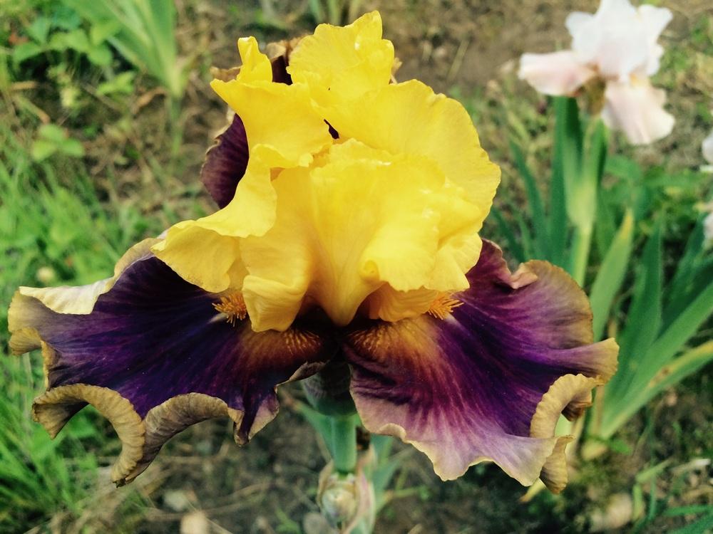 Photo of Tall Bearded Iris (Iris 'In Living Color') uploaded by Lbsmitty