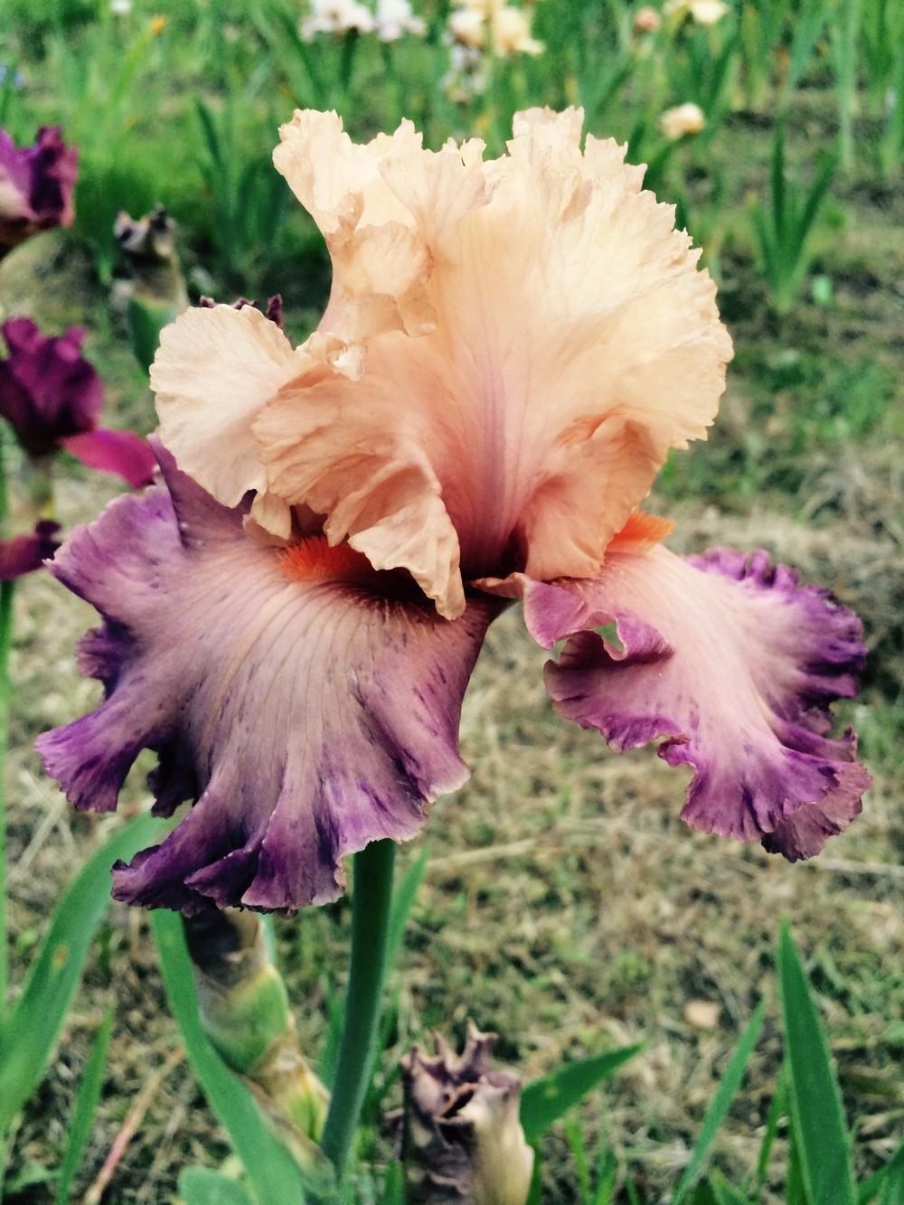 Photo of Tall Bearded Iris (Iris 'Poster Girl') uploaded by Lbsmitty
