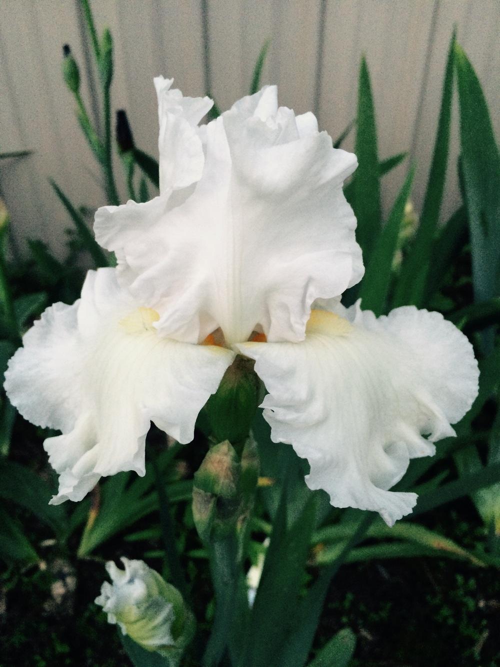 Photo of Tall Bearded Iris (Iris 'Catch a Cloud') uploaded by Lbsmitty