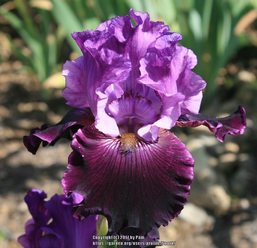 Photo of Tall Bearded Iris (Iris 'Dangerous Liaison') uploaded by Snork