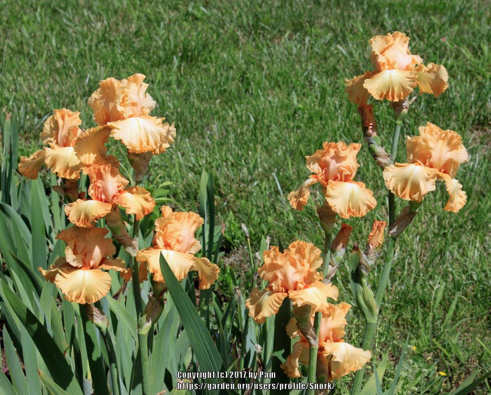 Photo of Tall Bearded Iris (Iris 'Orange Juice') uploaded by Snork