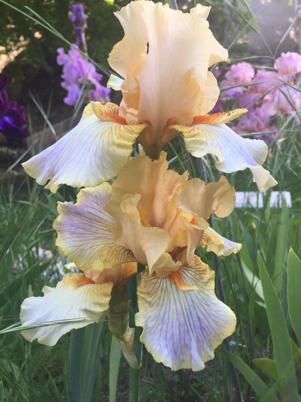 Photo of Tall Bearded Iris (Iris 'Artistic Touch') uploaded by SpringGreenThumb