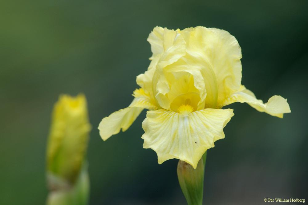 Photo of Intermediate Bearded Iris (Iris 'Maui Moonlight') uploaded by William