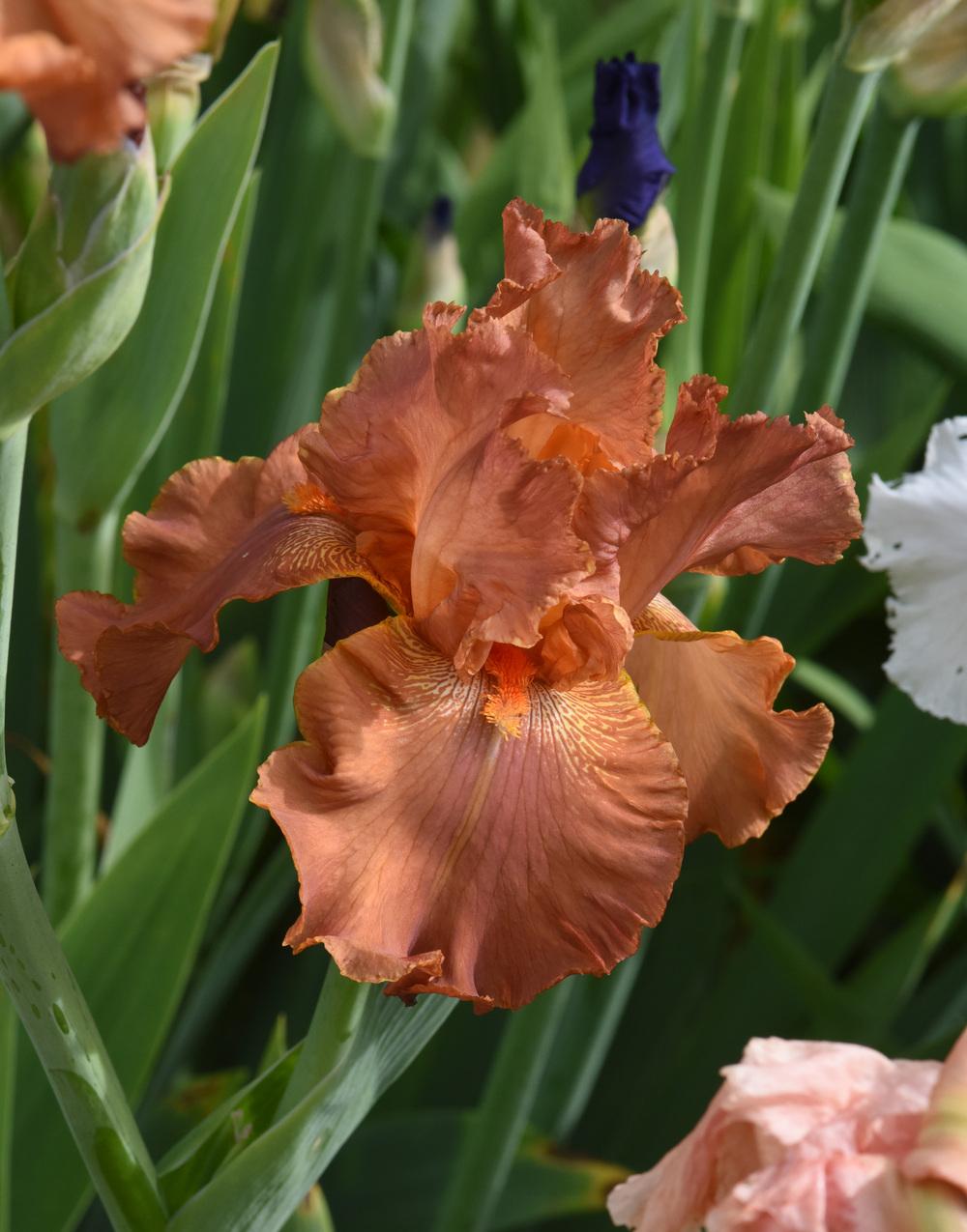 Photo of Tall Bearded Iris (Iris 'Astana') uploaded by cliftoncat