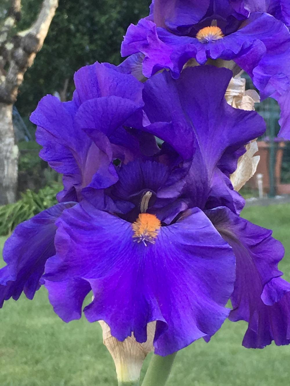 Photo of Tall Bearded Iris (Iris 'Paul Black') uploaded by lilpod13