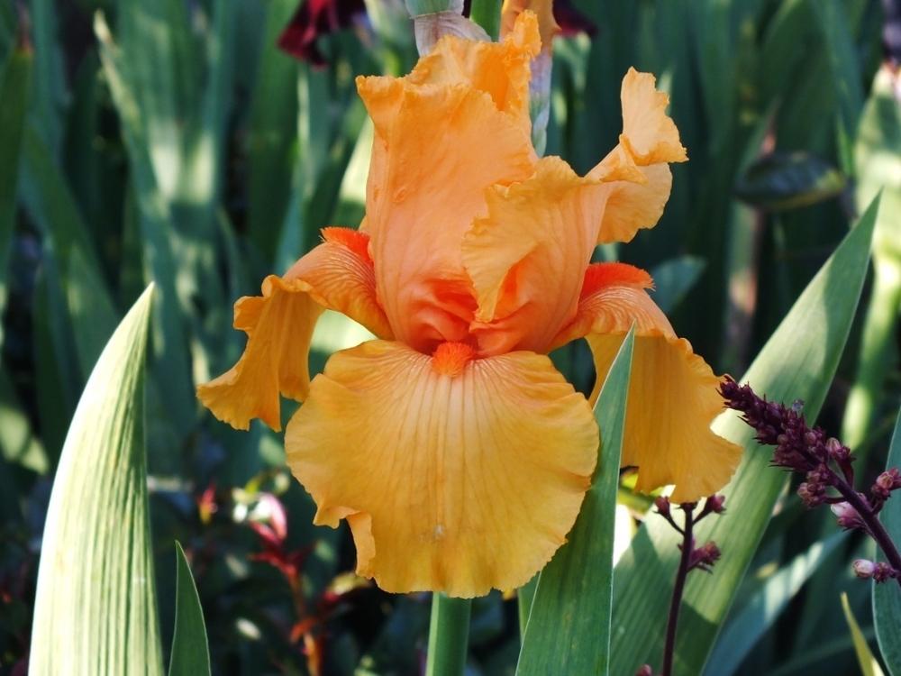 Photo of Tall Bearded Iris (Iris 'Skyfire') uploaded by sunnyvalley