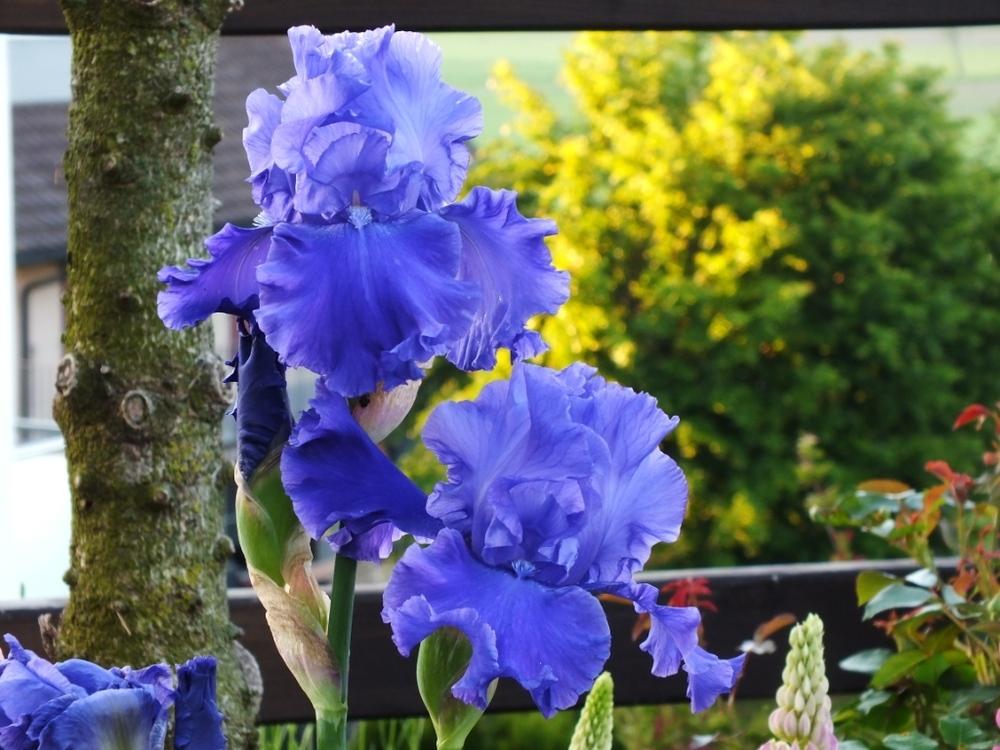 Photo of Tall Bearded Iris (Iris 'Pledge Allegiance') uploaded by sunnyvalley