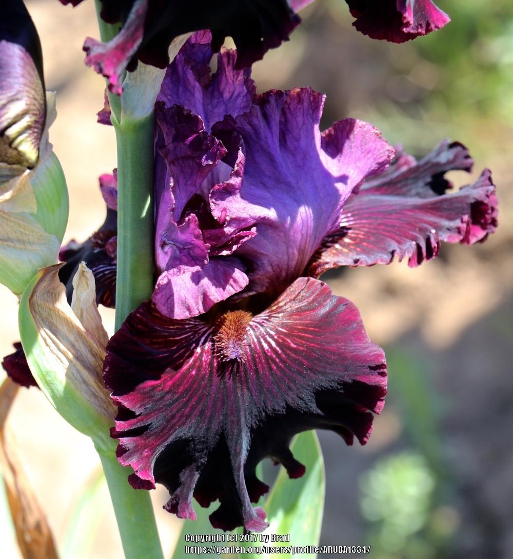 Photo of Tall Bearded Iris (Iris 'Devil by Night') uploaded by ARUBA1334