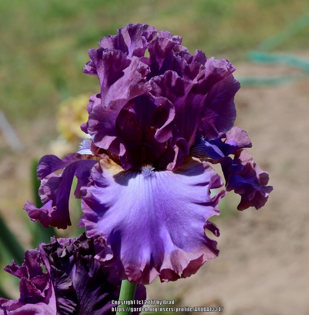 Photo of Tall Bearded Iris (Iris 'Songsmith') uploaded by ARUBA1334