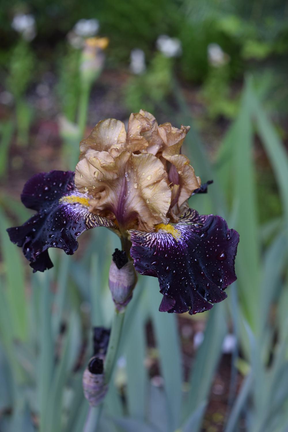 Photo of Tall Bearded Iris (Iris 'Table for Two') uploaded by Dachsylady86