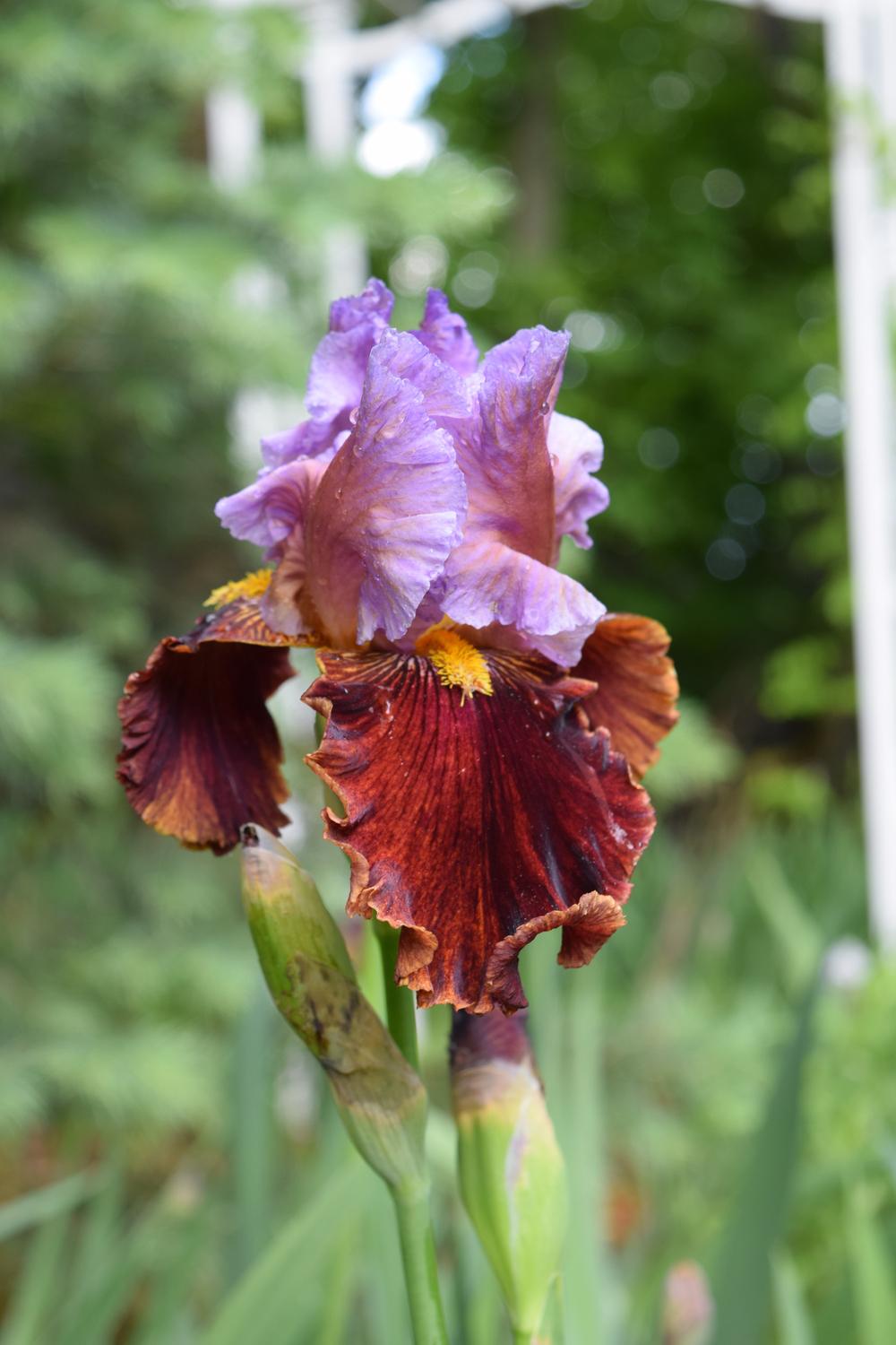 Photo of Tall Bearded Iris (Iris 'Swearin Ima Blarin') uploaded by Dachsylady86