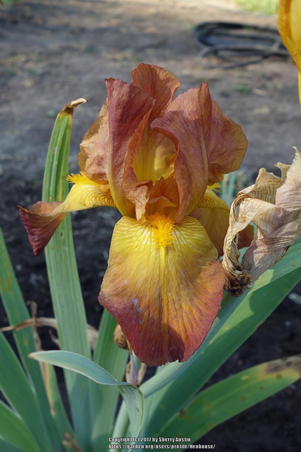 Photo of Tall Bearded Iris (Iris 'Spellbound') uploaded by Henhouse