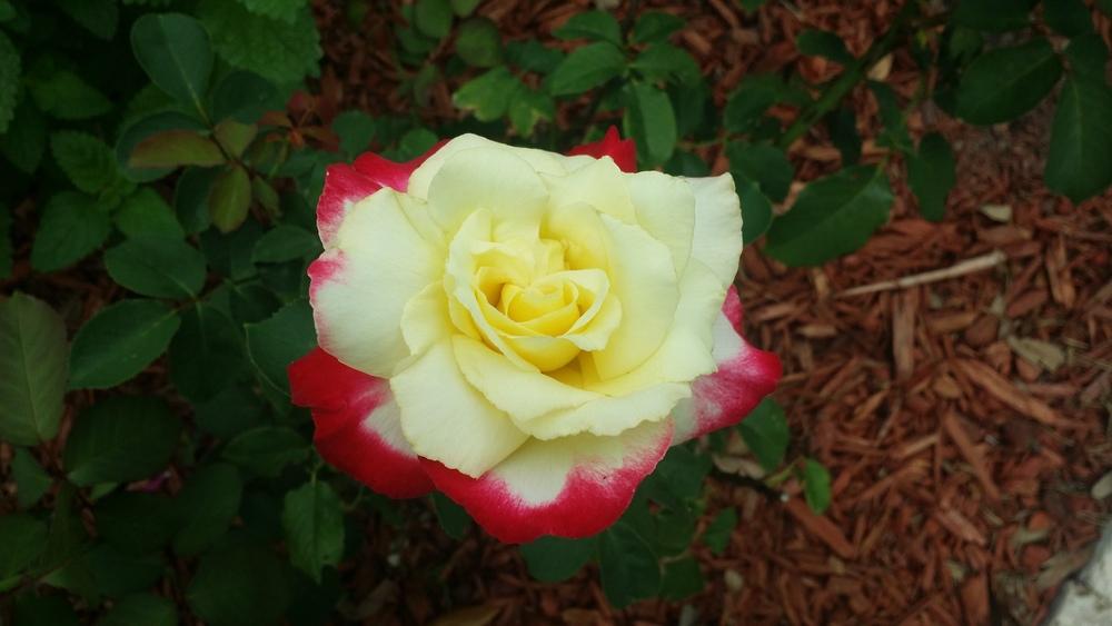 Photo of Hybrid Tea Rose (Rosa 'Double Delight') uploaded by Kalix
