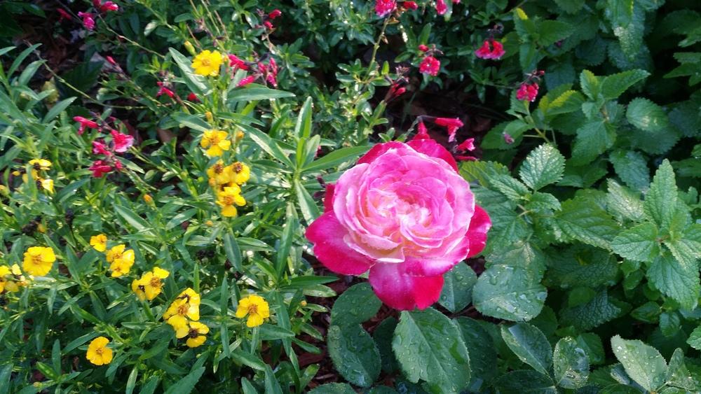 Photo of Roses (Rosa) uploaded by Kalix