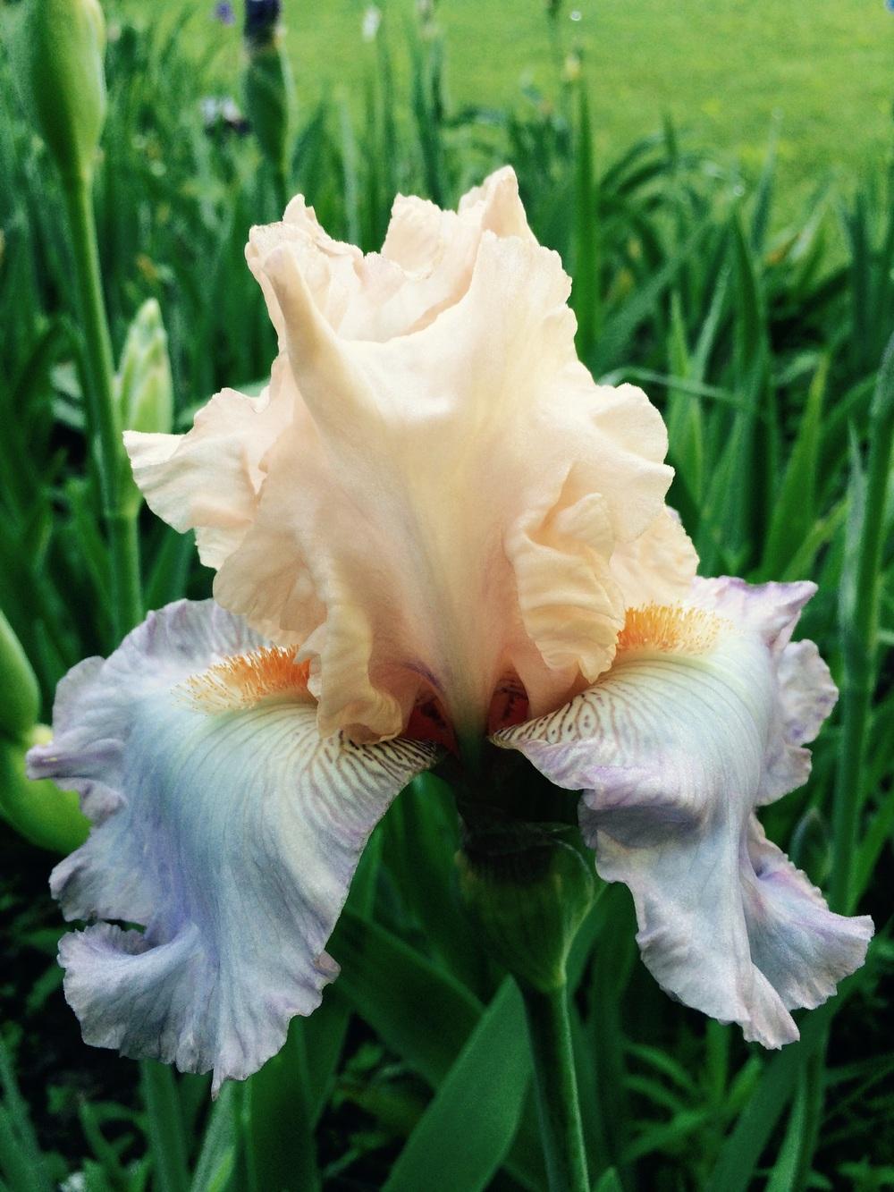 Photo of Tall Bearded Iris (Iris 'Celebration Song') uploaded by Lbsmitty