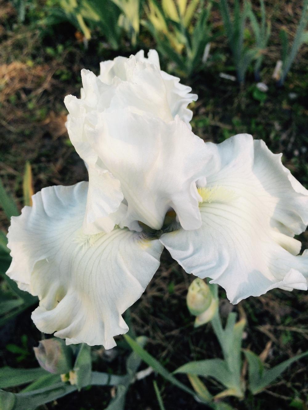 Photo of Tall Bearded Iris (Iris 'Bubbly Mood') uploaded by Lbsmitty