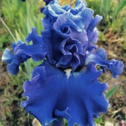 Location: Michigan-my garden
Date: June 1, 2017
Amazing blue color!