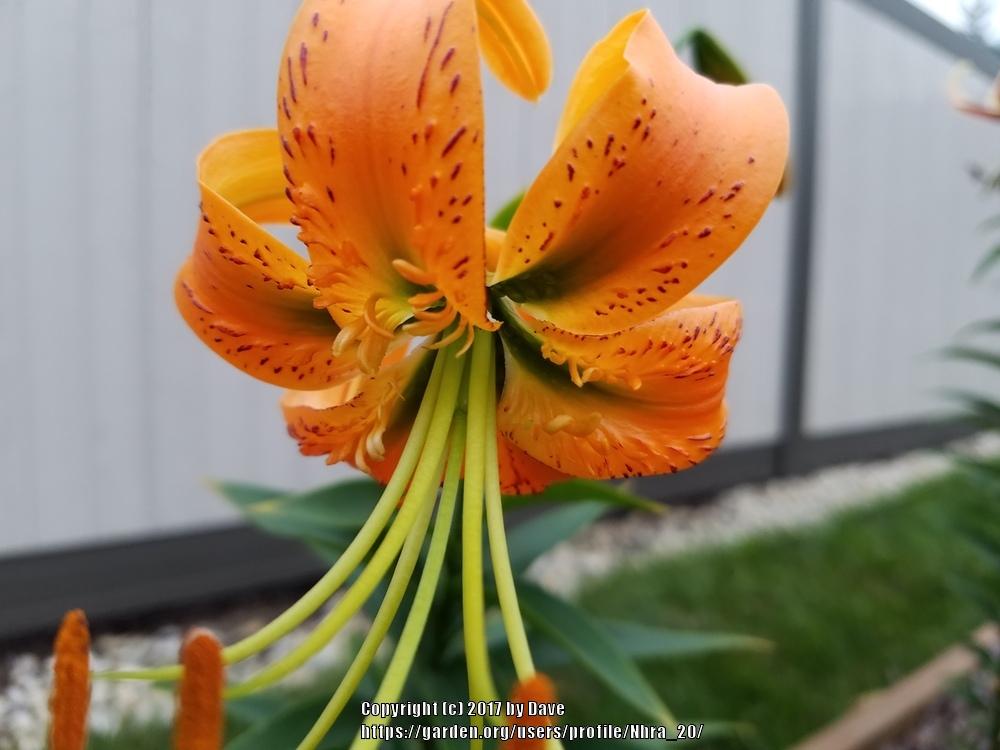 Photo of Henry's Lily (Lilium henryi) uploaded by Nhra_20