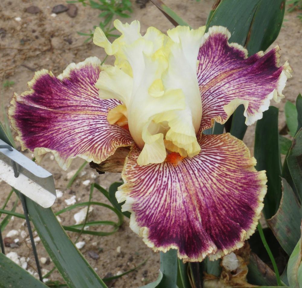 Photo of Tall Bearded Iris (Iris 'Insaniac') uploaded by QHBarbie
