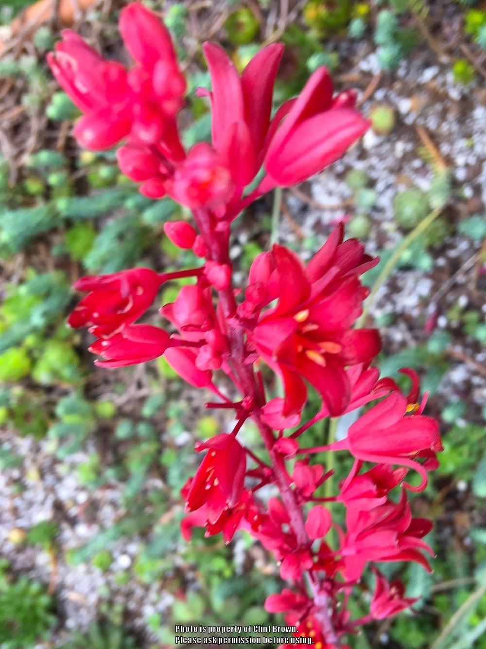 Photo of Red Yucca (Hesperaloe parviflora Brakelights®) uploaded by clintbrown
