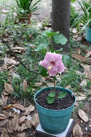 Photo of Tropical Hibiscus (Hibiscus rosa-sinensis 'C'est Bon') uploaded by gingin