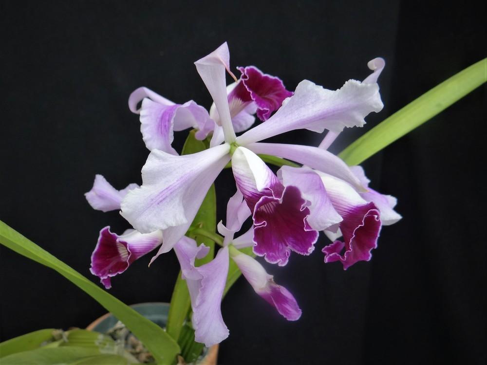 Photo of Orchid (Cattleya purpurata) uploaded by hawkarica
