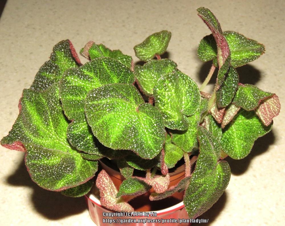 Photo of Rhizomatous Begonia (Begonia soli-mutata) uploaded by plantladylin