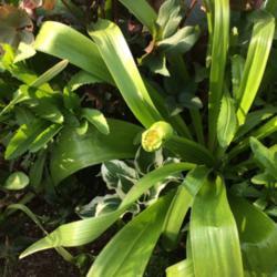 Location: my garden zone 7A Cape Cod, MA
Date: 2017-05-19
Giant Allium