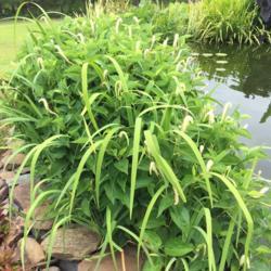 Location: My garden in Warrenville, SC
Date: 2017-05-31
Planted with Iris Versicolor