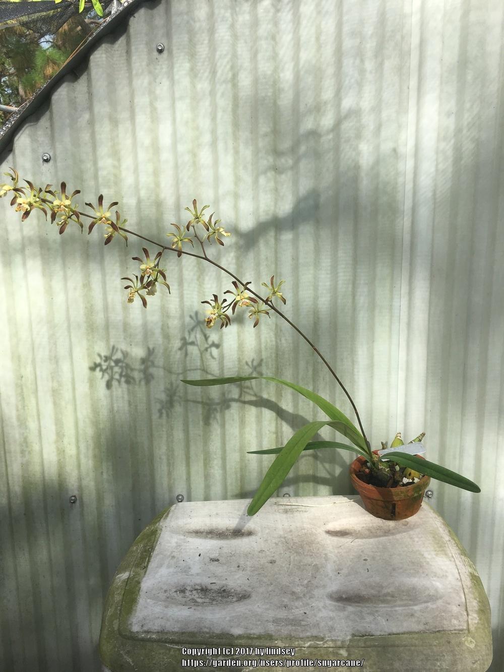 Photo of Orchid (Encyclia alata) uploaded by sugarcane