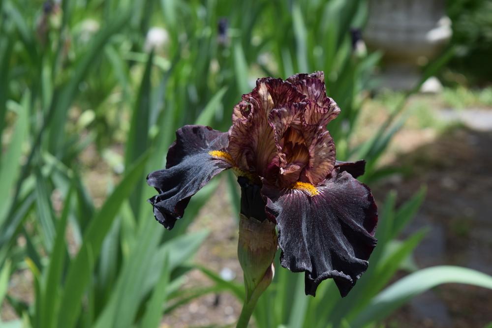 Photo of Tall Bearded Iris (Iris 'Caramel 'n Chocolate') uploaded by Dachsylady86