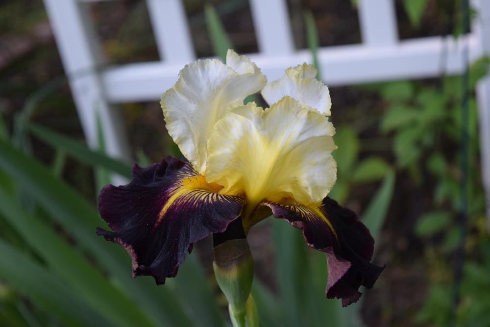 Photo of Tall Bearded Iris (Iris 'Lording It') uploaded by Dachsylady86