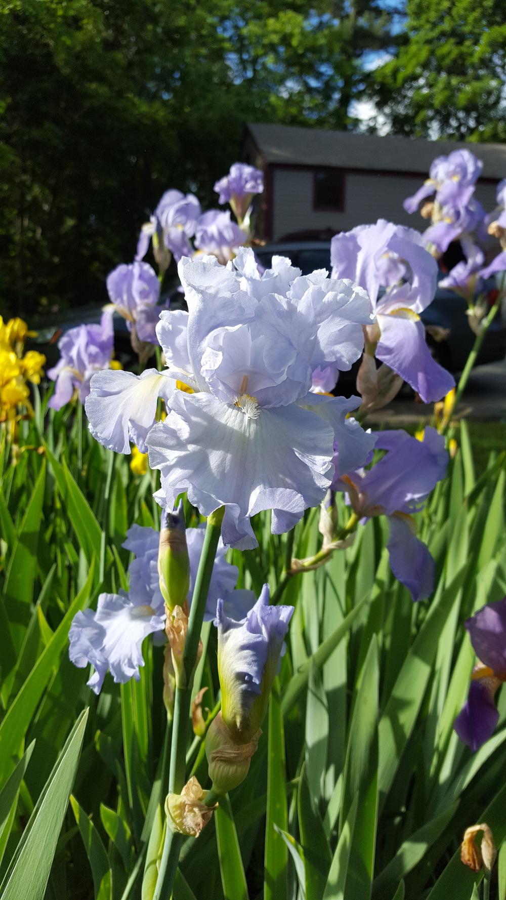 Photo of Tall Bearded Iris (Iris 'Absolute Treasure') uploaded by Dachsylady86
