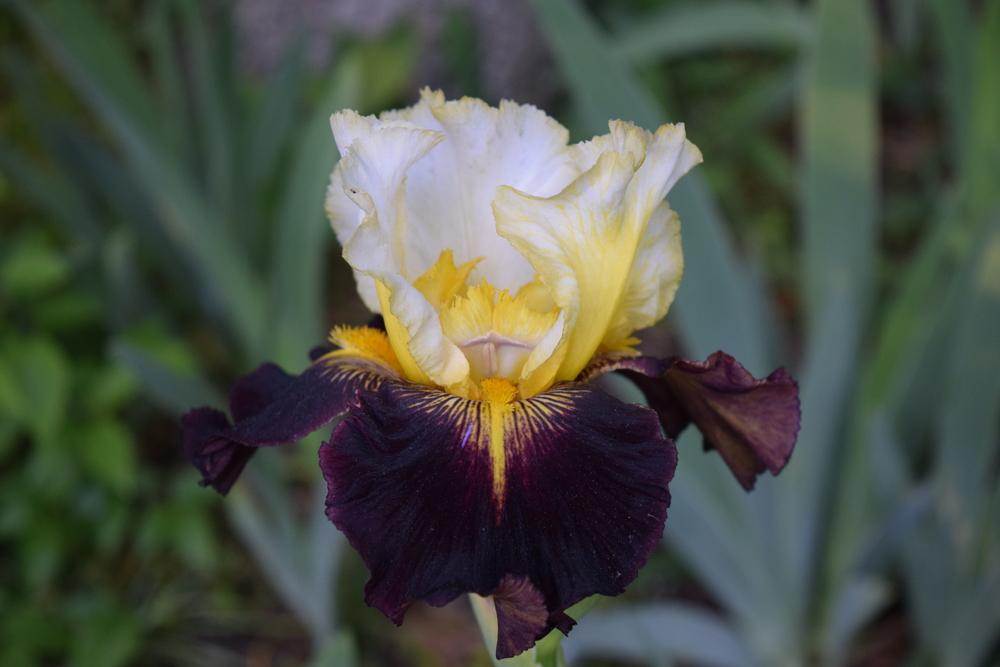 Photo of Tall Bearded Iris (Iris 'Lording It') uploaded by Dachsylady86