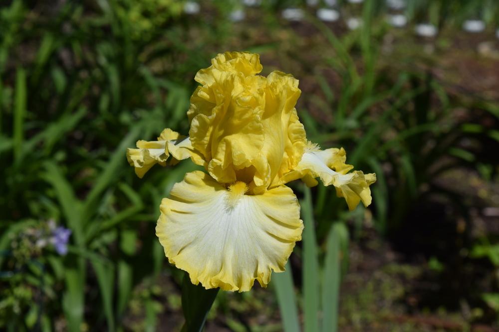 Photo of Tall Bearded Iris (Iris 'Beauty Becomes Her') uploaded by Dachsylady86