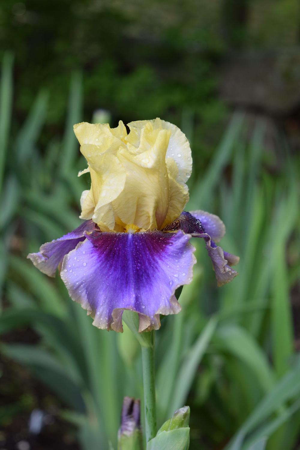 Photo of Tall Bearded Iris (Iris 'Gypsy Lady') uploaded by Dachsylady86
