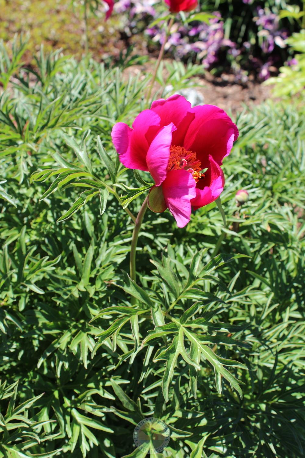 Photo of Double Fernleaf Peony (Paeonia tenuifolia 'Plena') uploaded by HighdesertNiki