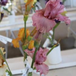 Location: Schreiner's Garden
Date: 2017-05-22
flower show