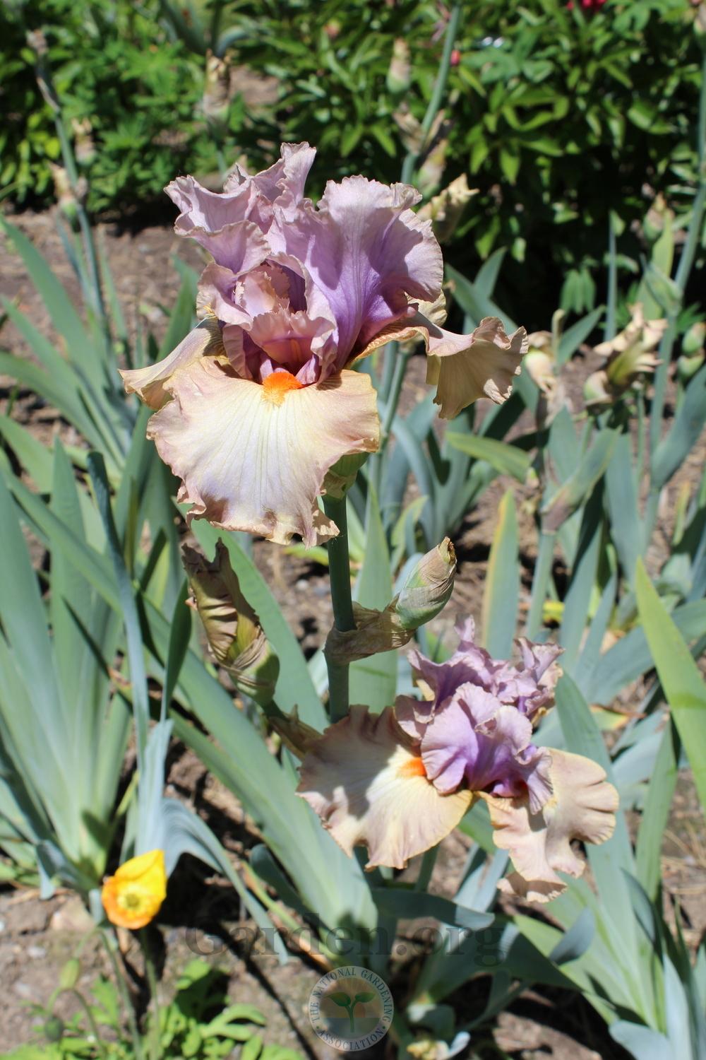 Photo of Tall Bearded Iris (Iris 'Enraptured') uploaded by HighdesertNiki