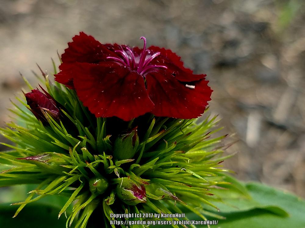 Photo of Sweet William (Dianthus barbatus Sweet™ Black Cherry) uploaded by KarenHolt