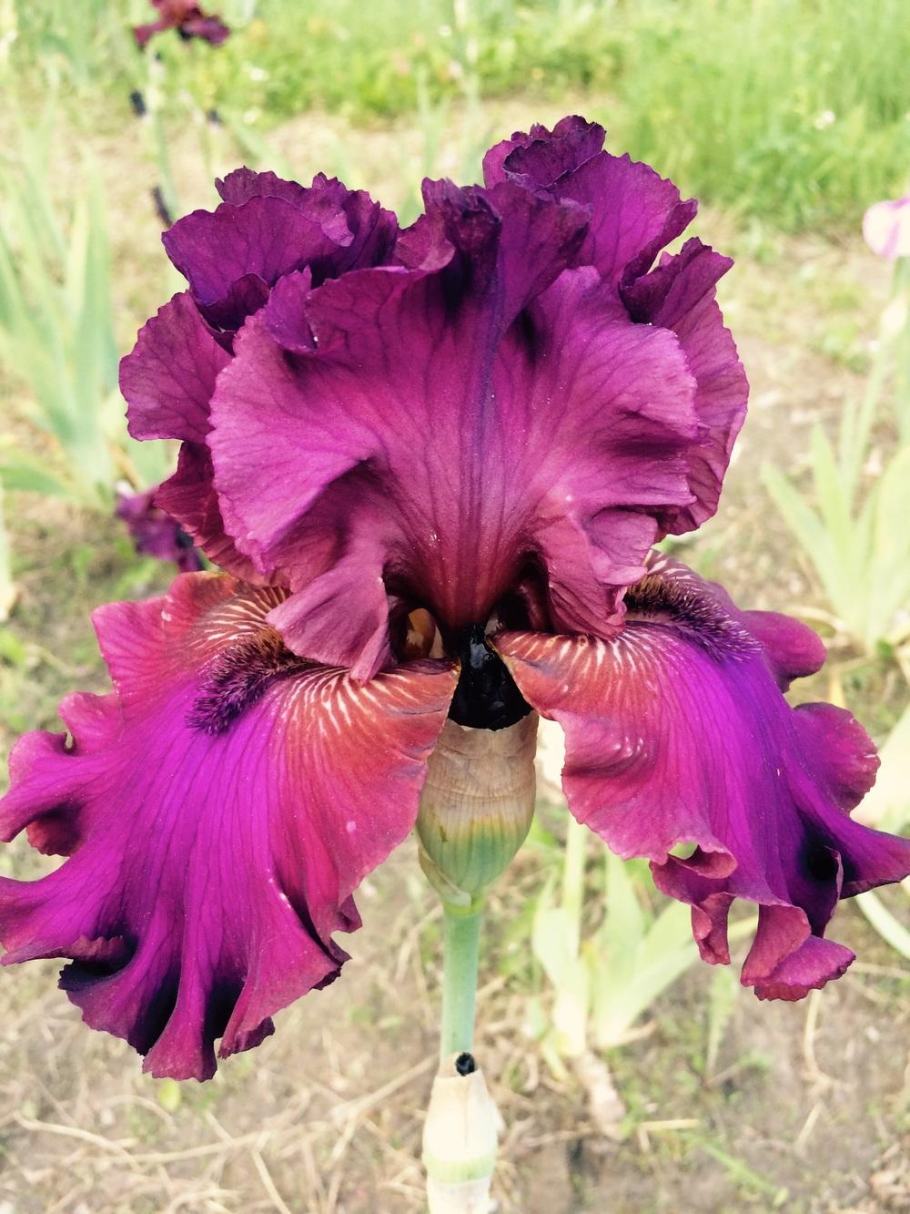 Photo of Tall Bearded Iris (Iris 'Palace Symphony') uploaded by Lbsmitty