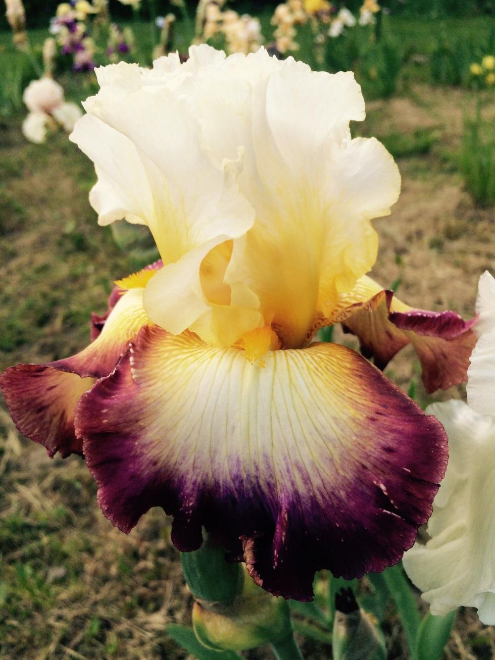 Photo of Tall Bearded Iris (Iris 'Starship Enterprise') uploaded by Lbsmitty