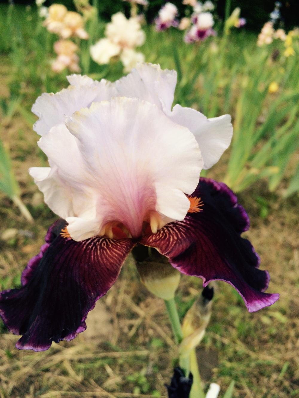 Photo of Tall Bearded Iris (Iris 'Dance Hall Dandy') uploaded by Lbsmitty